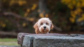 Top 7 Breeders In Georgia – Mini Goldendoodle Puppies For Sale