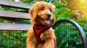 Top 7 Mini Goldendoodle Breeders In Los Angeles – Puppies For Sale