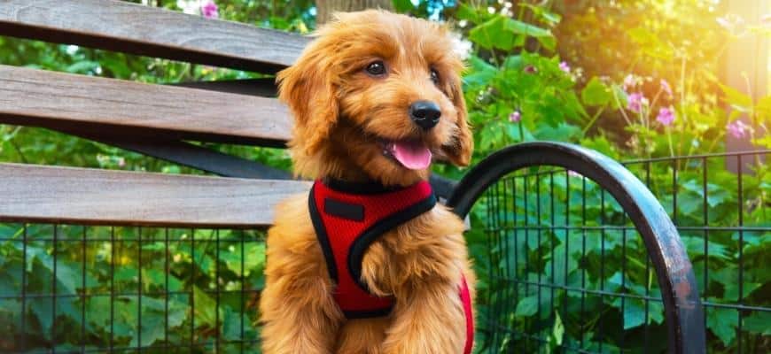 Miniature Goldendoodle puppy dog portrait