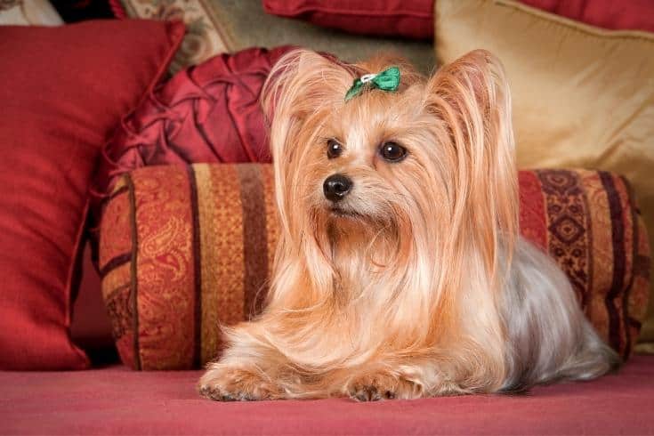 Pampered Yorkie with Long Flowing Hair