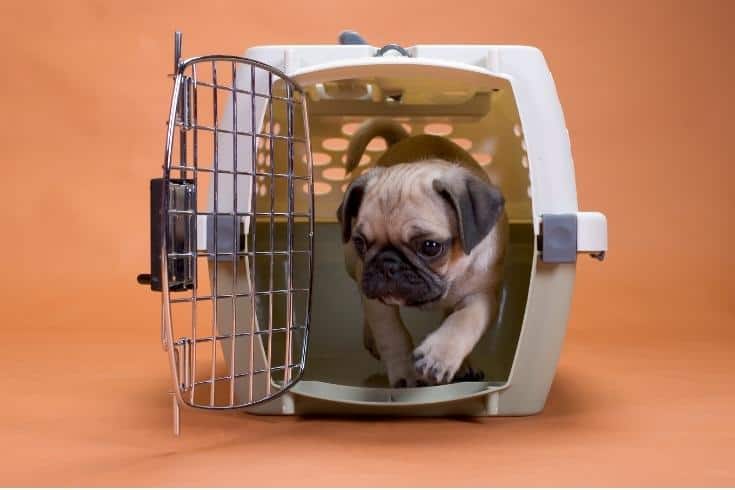 Pug in a crate
