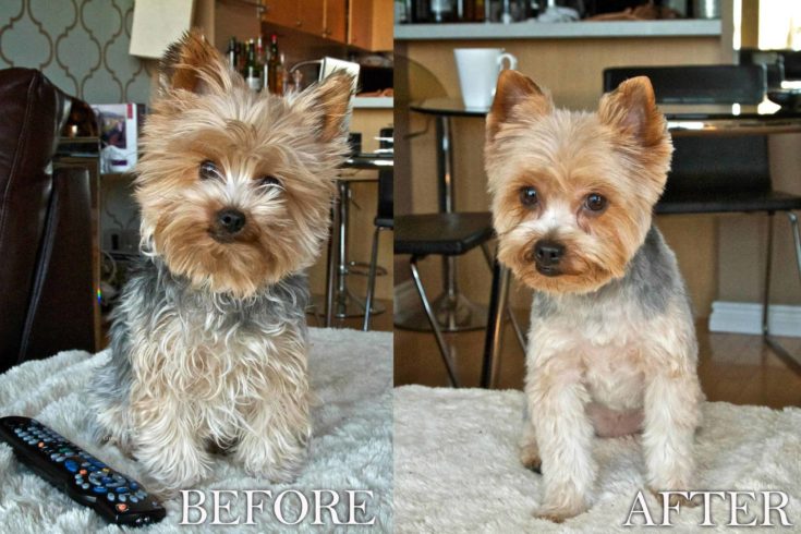 Puppy Cut Yorkie Before and After e1646570322163