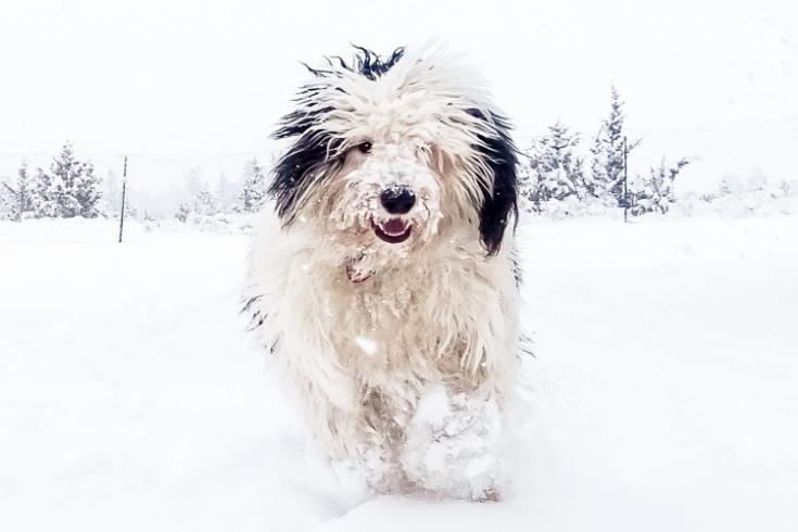 Sheepadoodle playing on snow