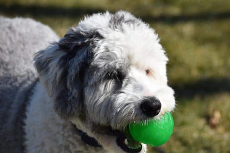 Sheepadoodle puppy playing with greenball