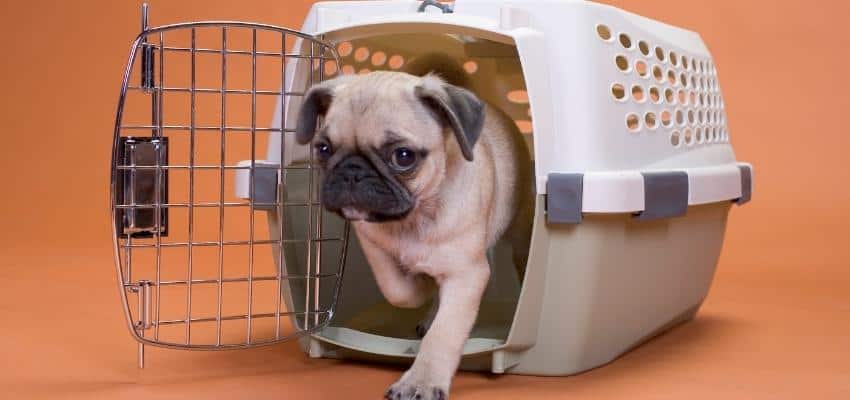 Types of Dog Crates
