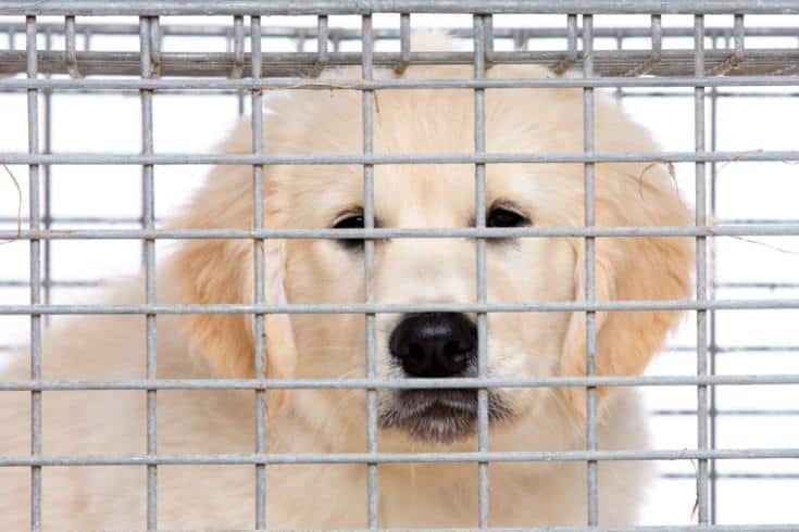 Unhappy golden retriever cream puppy in cage