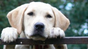 5 Best Lab Rescues For Adoption In Colorado
