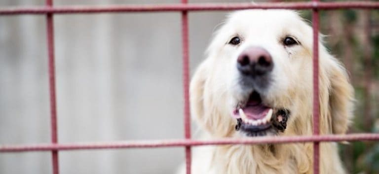 White retriever in cage
