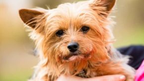 Best Yorkie Rescues For Adoption In Georgia