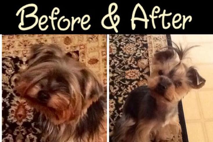 Yorkie HaircutBefore After