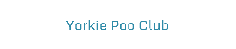 Yorkie Poo Club
