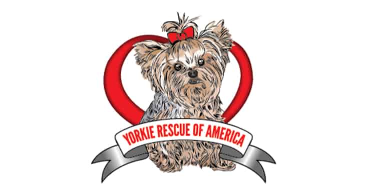Yorkie Rescue of America