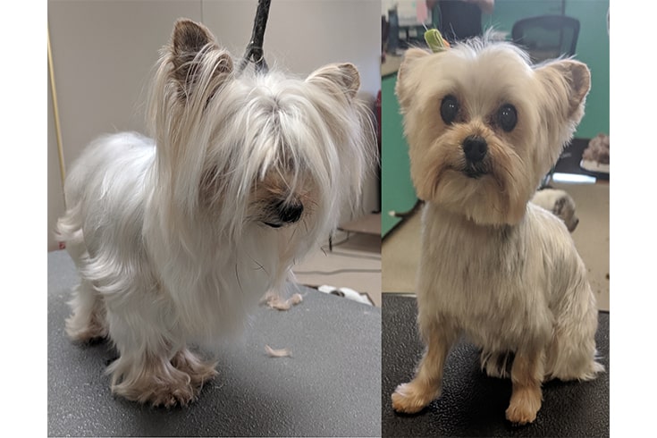 Yorkie before and after groom