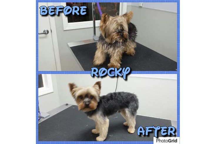 Yorkie before and after his grooming