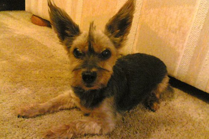 Yorkie long tipped ears and a mohawk