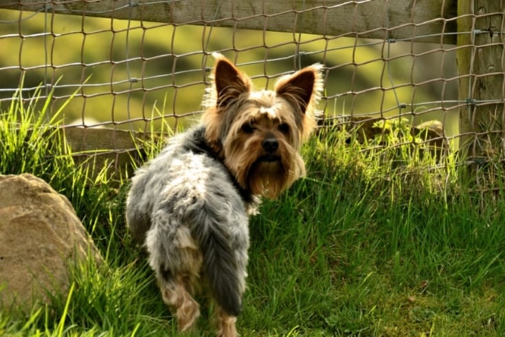 Yorkie near the wired fence