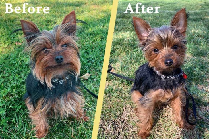 Yorkie puppy cut before and after e1646570150585