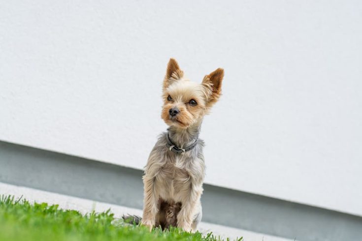 Yorkie standing on the grass e1646827990177
