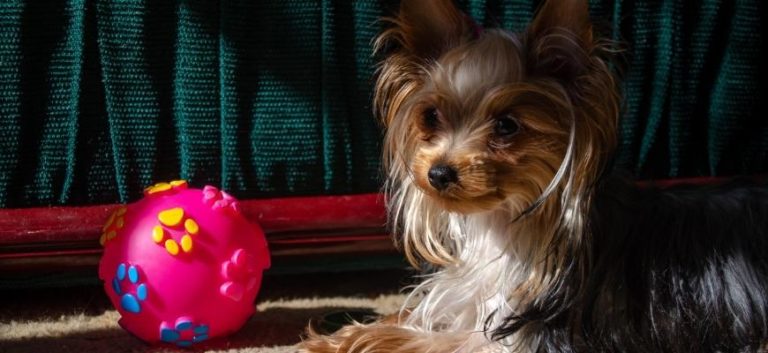 Yorkie with a toy