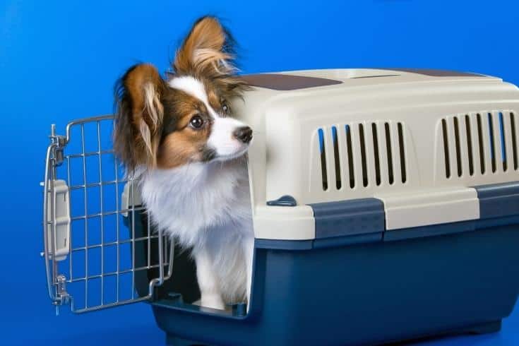dog in travelling crate