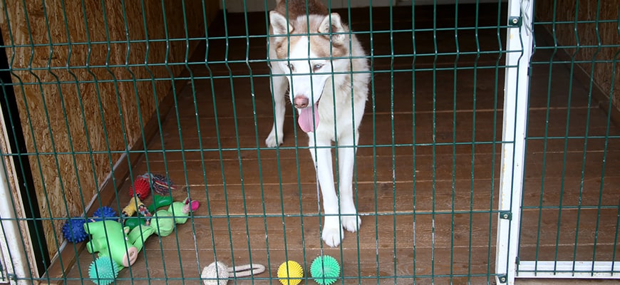 dog with toys inside a crate