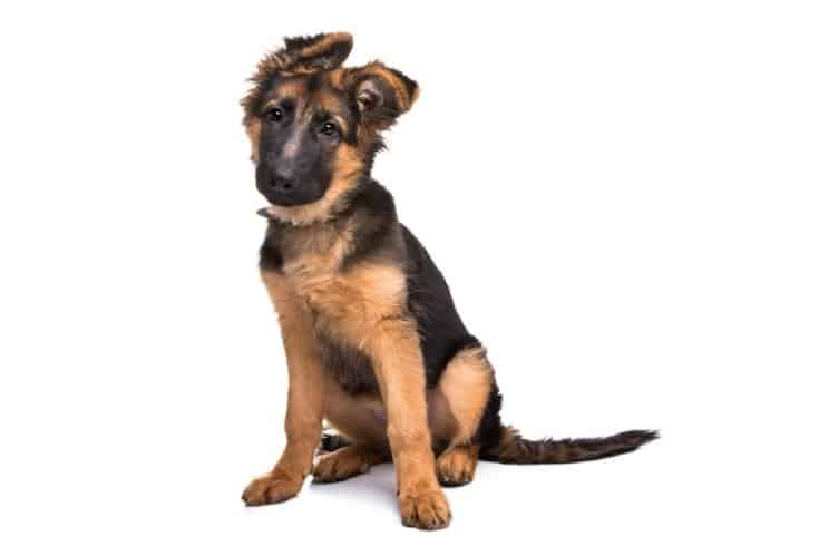 german shepherd puppy (1)