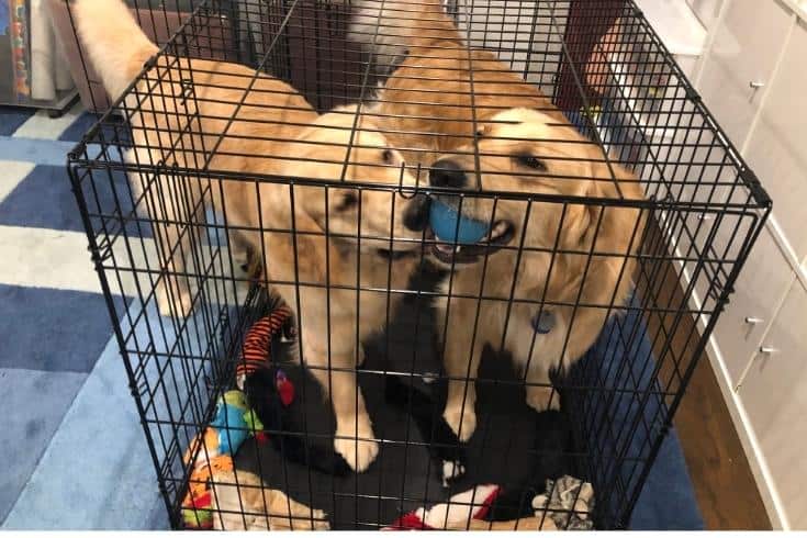 two Golden Retrievers with toys