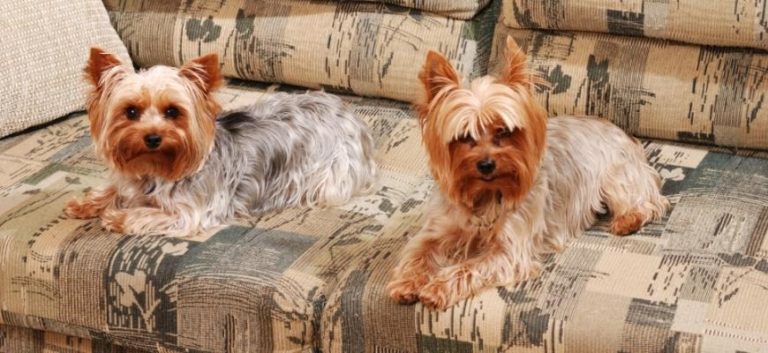 two yorkies sitting on the sofa