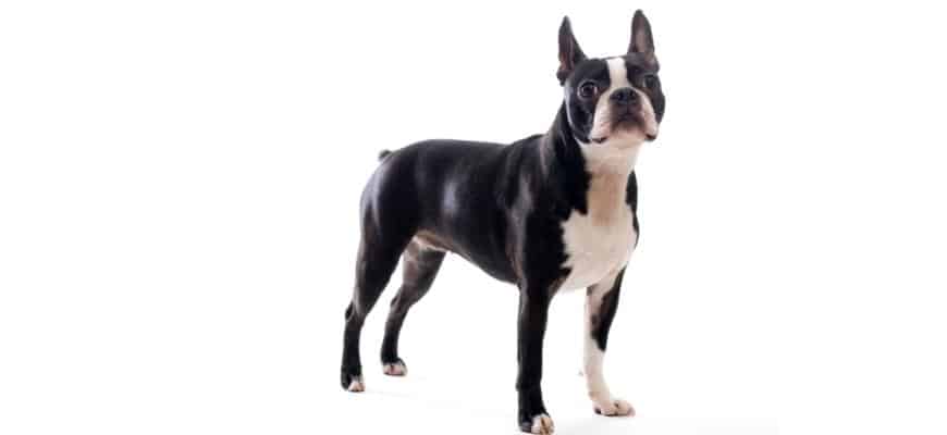 Boston Terrier Puppies For Sale Your Top 5 Breeders In Florida Fl