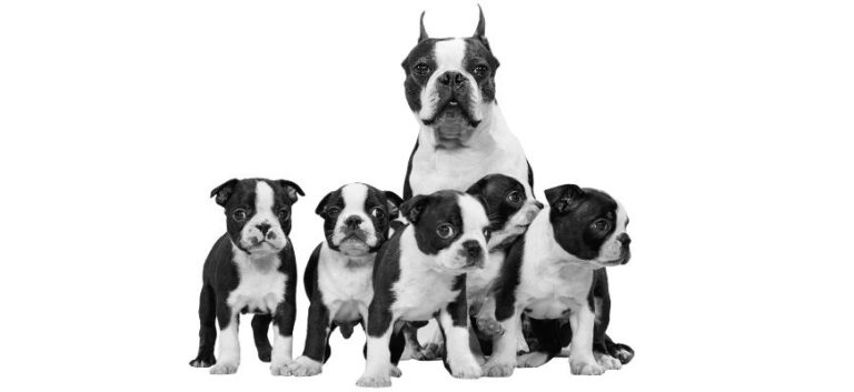 Boston Terrier Puppies For Sale Your Top 6 Breeders In Alabama AL