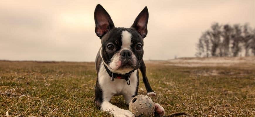 Boston Terrier Puppies For Sale Your Top 6 Breeders In Indiana IN