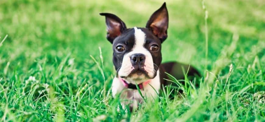 Boston Terrier Puppies For Sale Your Top 6 Breeders In Wisconsin WI