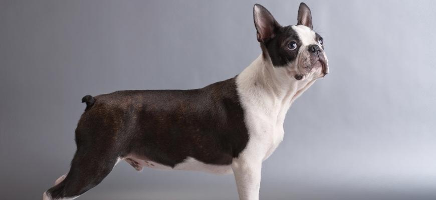 Boston terrier on a grey background