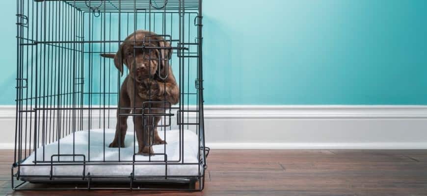 Chocolate Labrador Puppy in wire crate with paw on door
