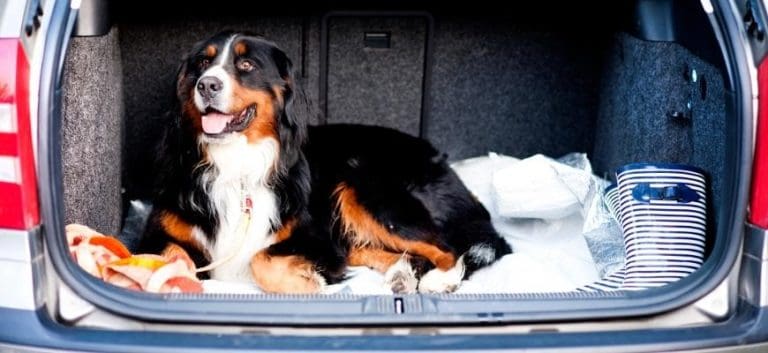 Cute Dog on Car Ride