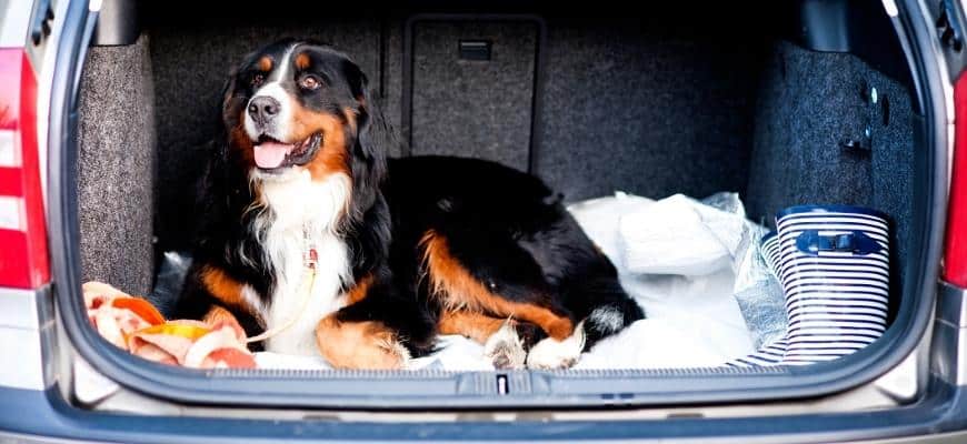 How To Secure Your Dog In Cargo Area Of An SUV?