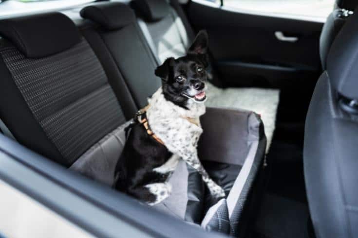 Dog In Car Seat With Safe Belt