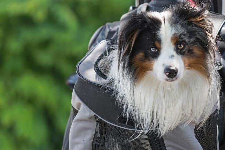 Dog inside the backpack