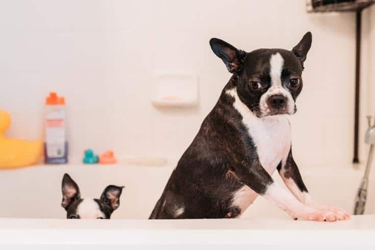 Dogs Boston Terrier taking shower