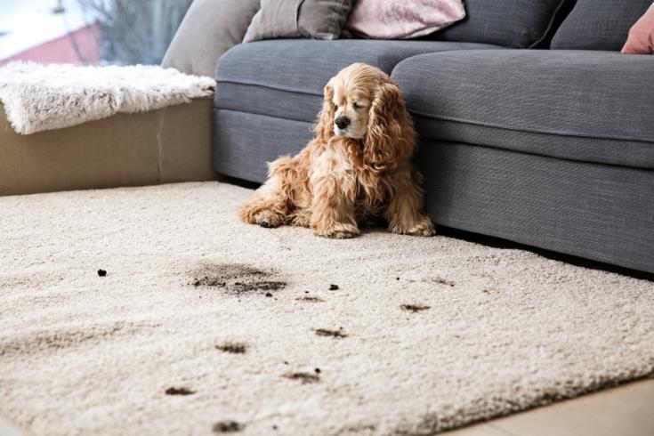 Funny Dog and Its Dirty Trails on Carpet