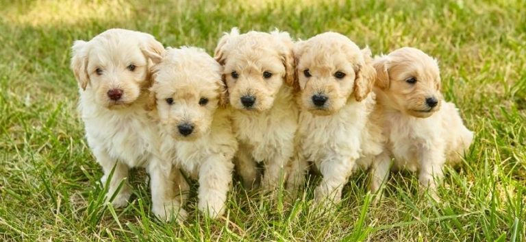Litter of Adorable White Goldendoodle Puppies in Grass