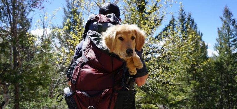 Man Carrying Dog on Red Backpack