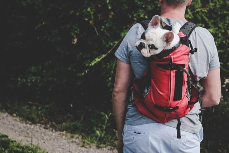 Man carrying dog in backpack pet carrier on a hiking trip