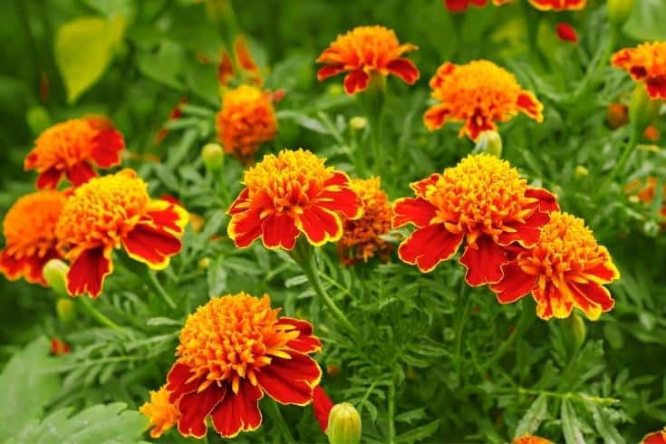 Marigolds in the Flowerbed