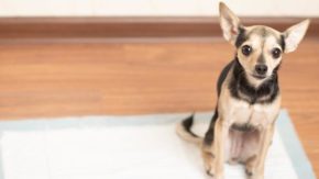 19 Easiest Dogs To Potty Train