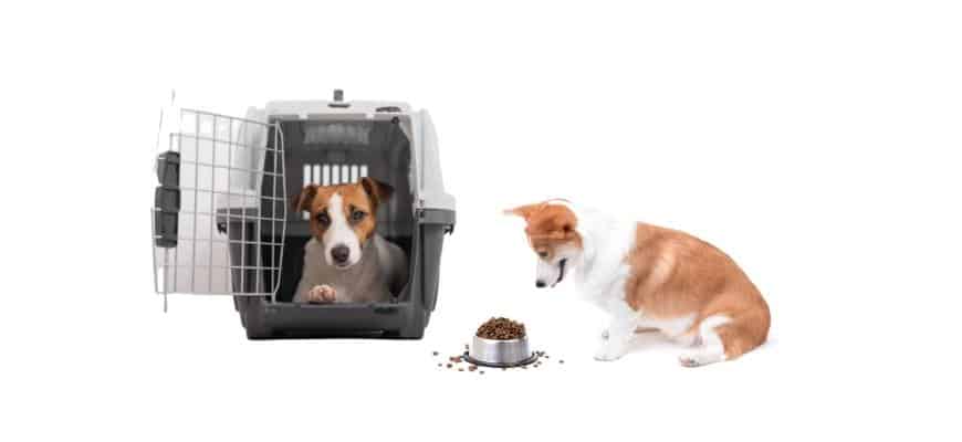 Should a dog eat in his crate?