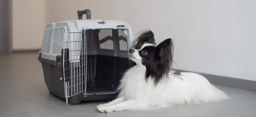 The Papillon Spaniel Continental Dog Sits at the Travel Cage