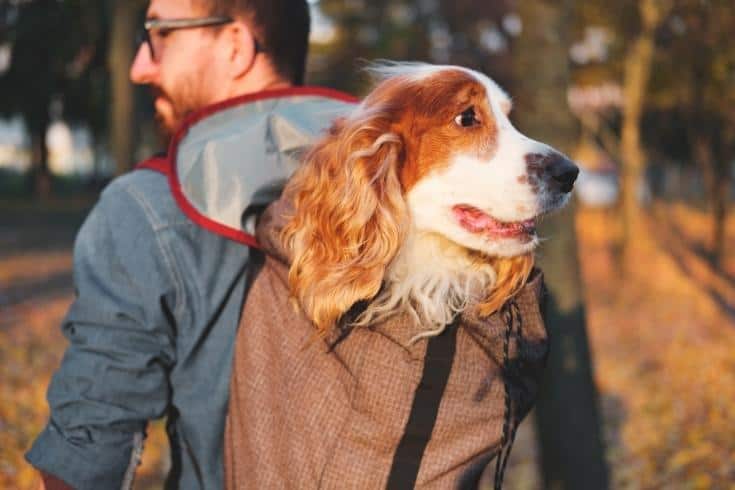Well Trained Cocker Spaniel Sits in a Backpack