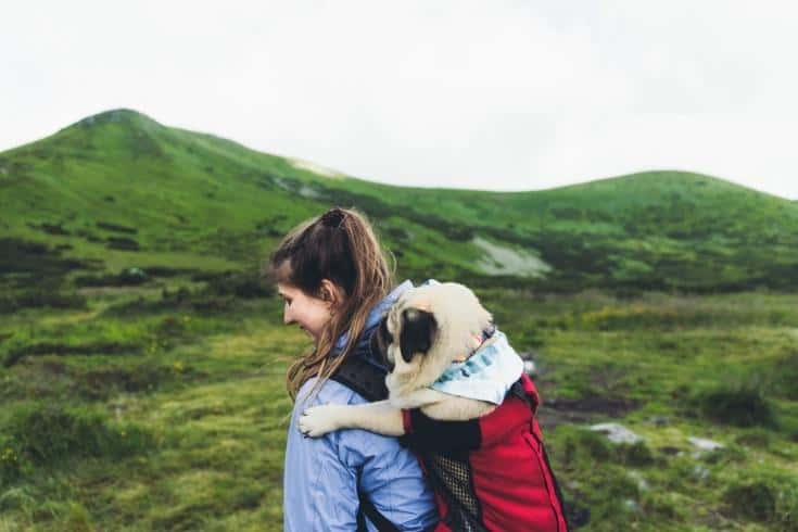 Woman and dog in backpack hiking in the mountains