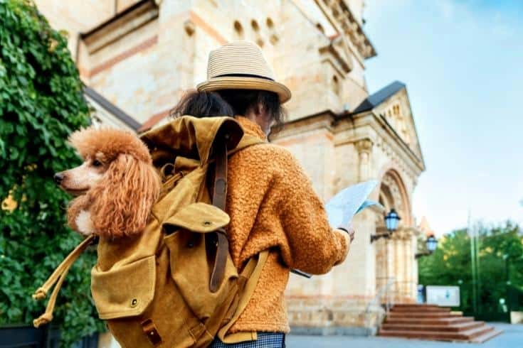 Woman traveler with dog in the backpack